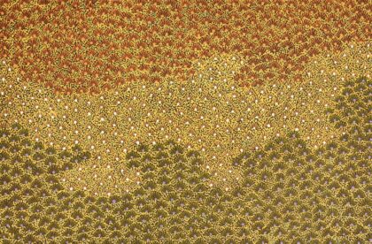 Sevania Kemarre Bonney - My View of Country - Painting - Sevania Kemarre Bonney