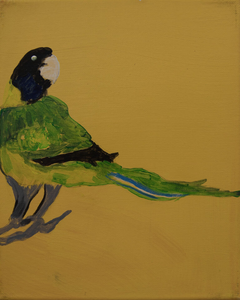 Jeffrey's Birds - Paintings - Jeffrey  Lewis