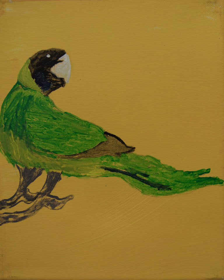 Jeffrey's Birds - Paintings - Jeffrey  Lewis